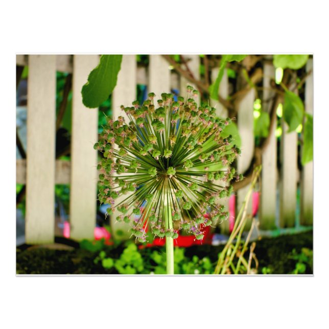 Zwiebel Fotodruck (Vorne)