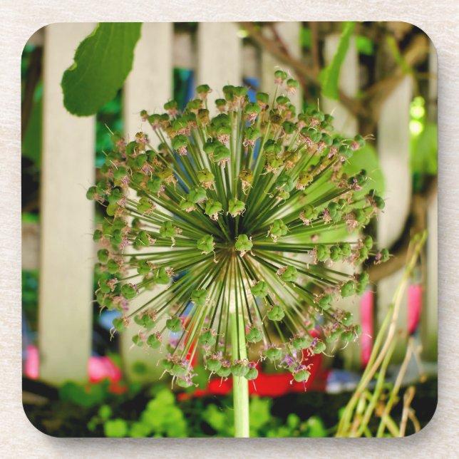 Zwiebel Getränkeuntersetzer (Vorderseite)