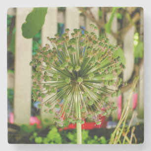 Zwiebel Steinuntersetzer