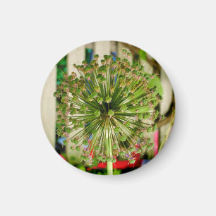 Zwiebelmagnet Magnet