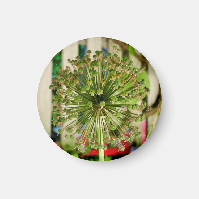 Zwiebelmagnet Magnet (Vorne)