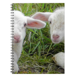 Zwilling Lamm Baby Tier Mit Denk An Dich Notizblock