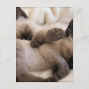 Zwillinge streicheln süße siamesische Katze Kitten Postkarte