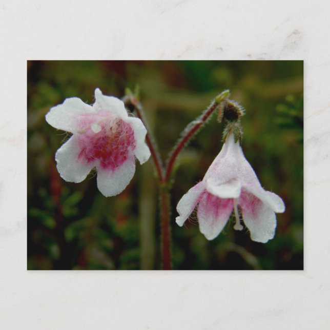 Zwillingsblüten der Blume, Insel Unalaska Postkarte (Vorderseite)
