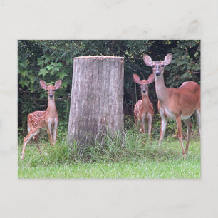 Zwin Fawns Postcard Postkarte
