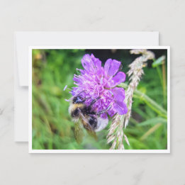 Zwischen Blüte & Brummen – Natur im Kleinformat Postkarte