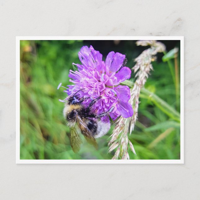 Zwischen Blüte & Brummen – Natur im Kleinformat Postkarte (Vorderseite)