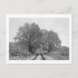 Zwischen den Eichen (Winter) Postkarte