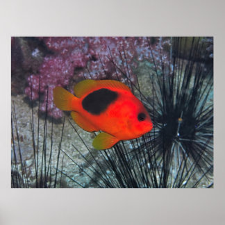 Zwischen den Urchins Poster