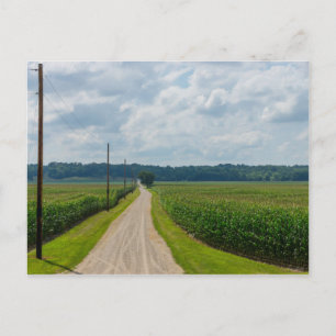 Zwischen Maisfeldern Postkarte