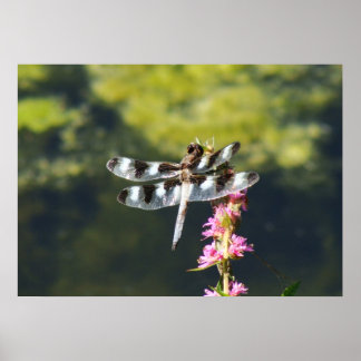 Zwölf Gepunktete Skimmer-Libelle Poster