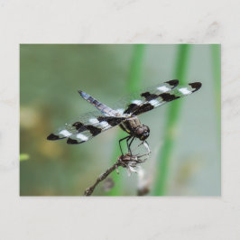 Zwölf Gepunktete Skimmer-Libelle-Postkarte Postkarte