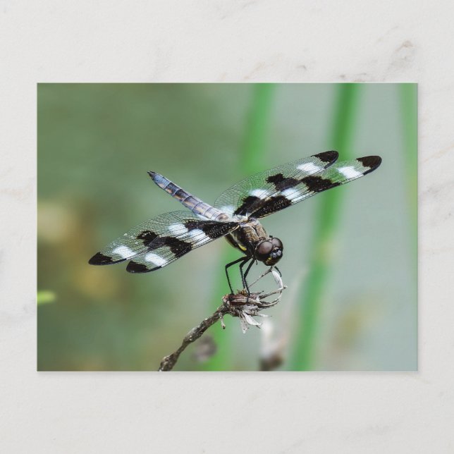 Zwölf Gepunktete Skimmer-Libelle-Postkarte Postkarte (Vorderseite)