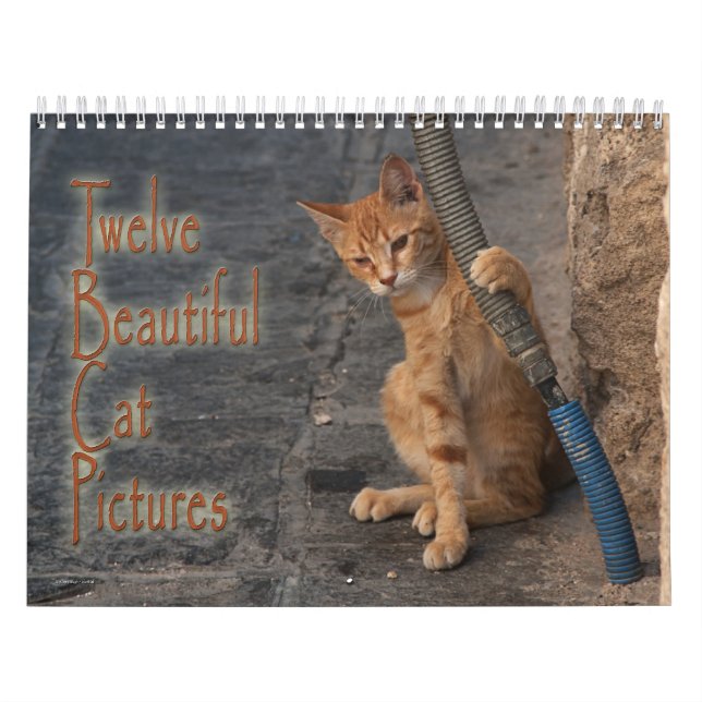 Zwölf schöne Katzen Bilder Kalender (Titelbild)