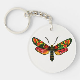 Zygaena carniolica - La teigne de Burnet Crepuscul
