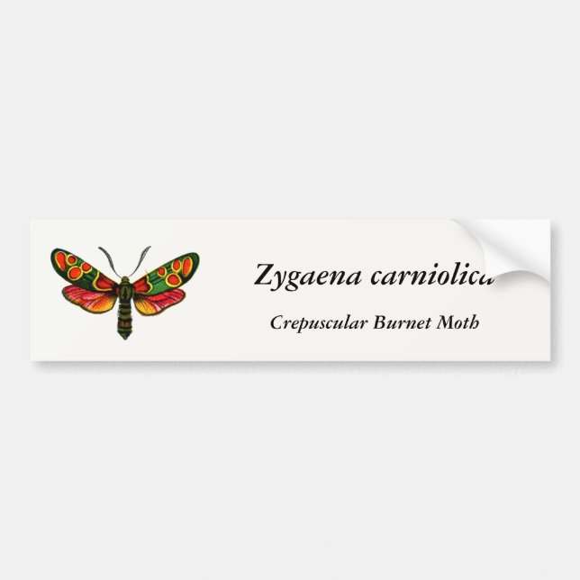 Zygaena carniolica - The Crepuscular Burnet Moth Autoaufkleber (Vorne)