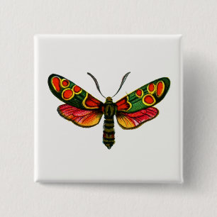 Zygaena carniolica - The Crepuscular Burnet Moth Button