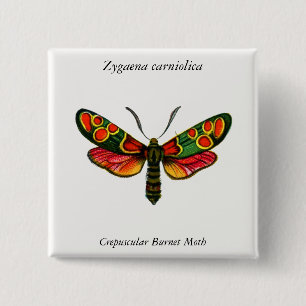 Zygaena carniolica - The Crepuscular Burnet Moth Button