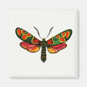 Zygaena carniolica - The Crepuscular Burnet Moth Magnet
