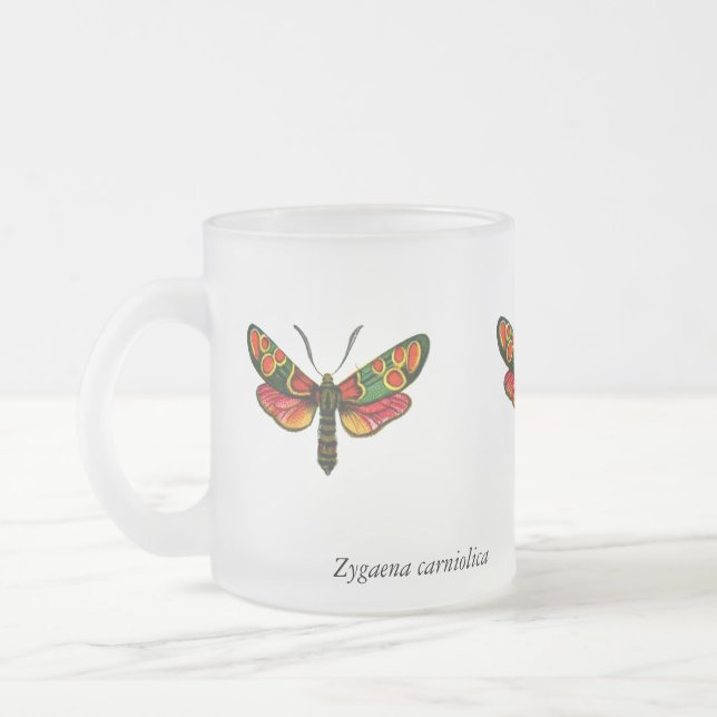 Zygaena carniolica - The Crepuscular Burnet Moth Mattglastasse (Links)