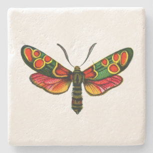 Zygaena carniolica - The Crepuscular Burnet Moth Steinuntersetzer