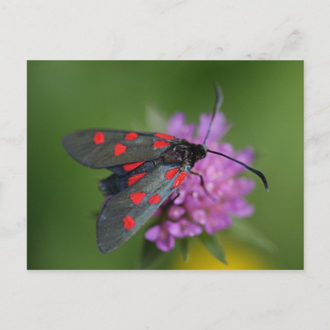 Zygaena ephialtes postkarte (Vorderseite)