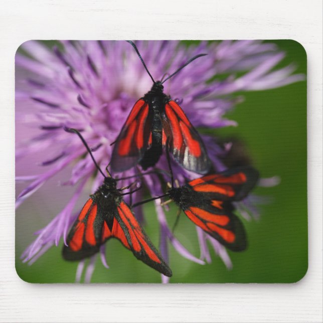Zygaena puralis mousepad (Vorne)