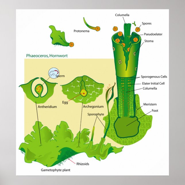 Zyklus einer Hornhaut-Pflanze Diagramm Poster (Vorne)