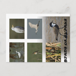 Zypern - Art der Tiere - Vögel - Postkarte