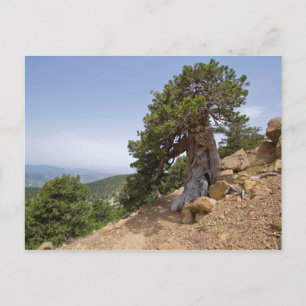 Zypern Artemis Naturlehrpfad Troodos Landschaft Postkarte