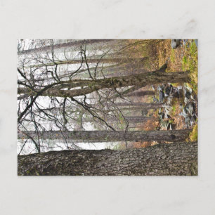 Zypern Naturlandschaft Troodos Waldbraun Bäume Postkarte