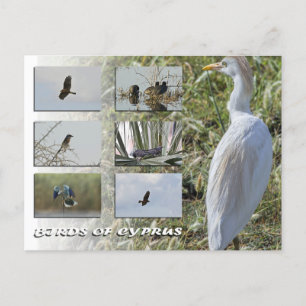 Zypern-Vogelkarte Postkarte