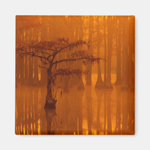 Zypressen   George Smith State Park Magnet