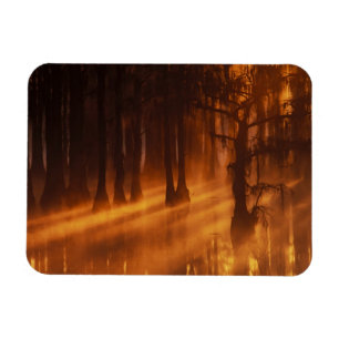 Zypressen George Smith State Park Magnet