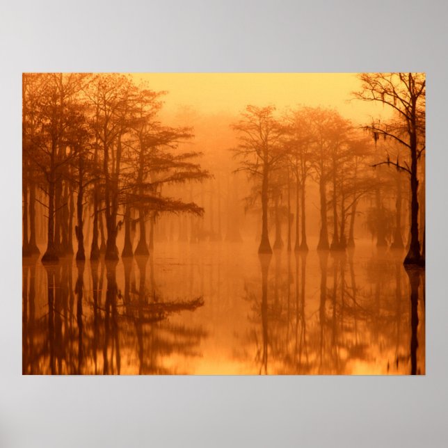 Zypressen George Smith State Park Poster (Vorne)