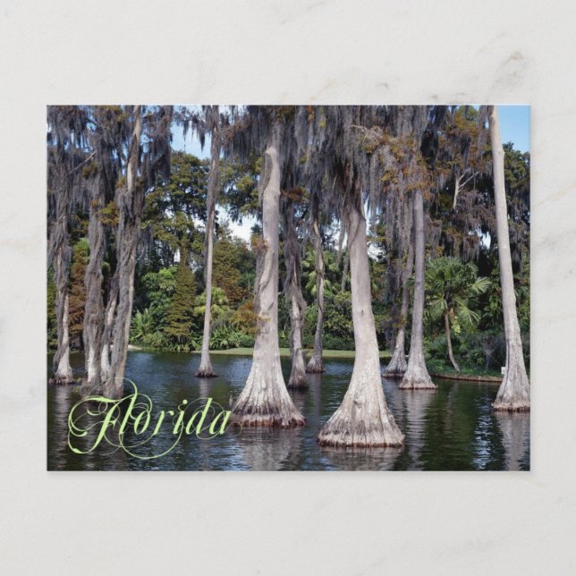 Zypressenbäume im Winter Haven, Florida Postkarte (Vorderseite)
