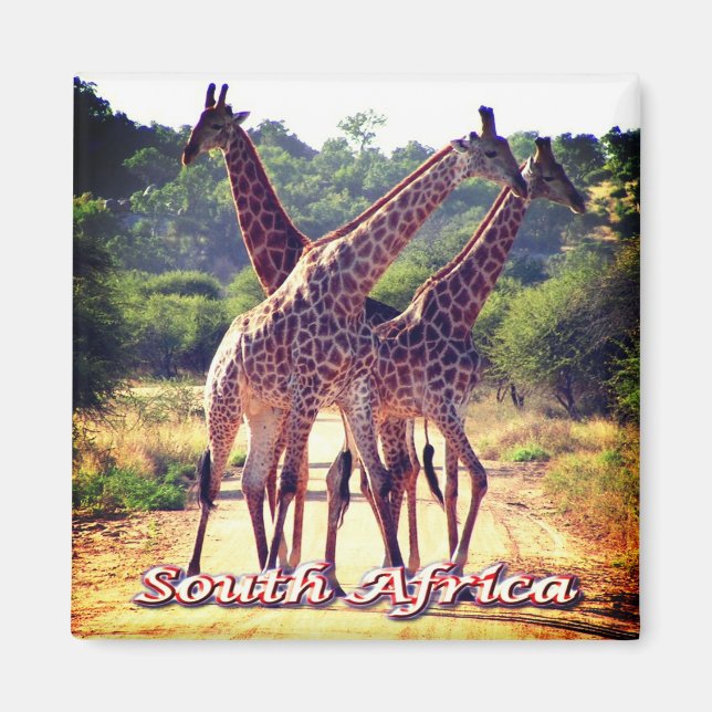 zZA011 SÜDAFRIKA, Giraffen, Kühlschrank Magnet (Vorne)
