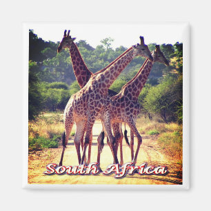 zZA011 SÜDAFRIKA, Giraffen, Kühlschrank Magnet