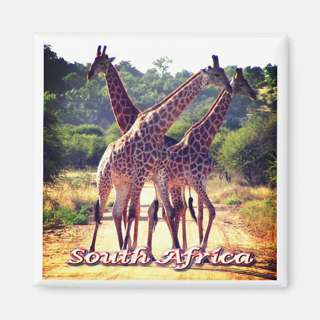 zZA011 SÜDAFRIKA, Giraffen, Kühlschrank Magnet (Vorne)